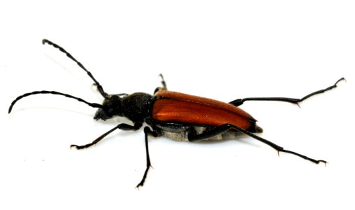 Anastrangalia-sanguinolenta-14-fws