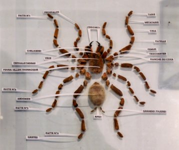 Anatomie de la mygale Hysterocrates ederi 07042016