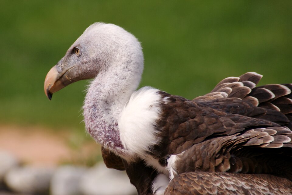 Bill feather bird