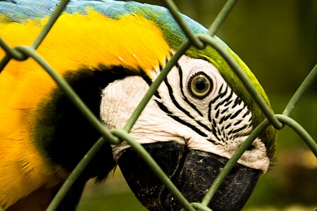 Color parrot cage