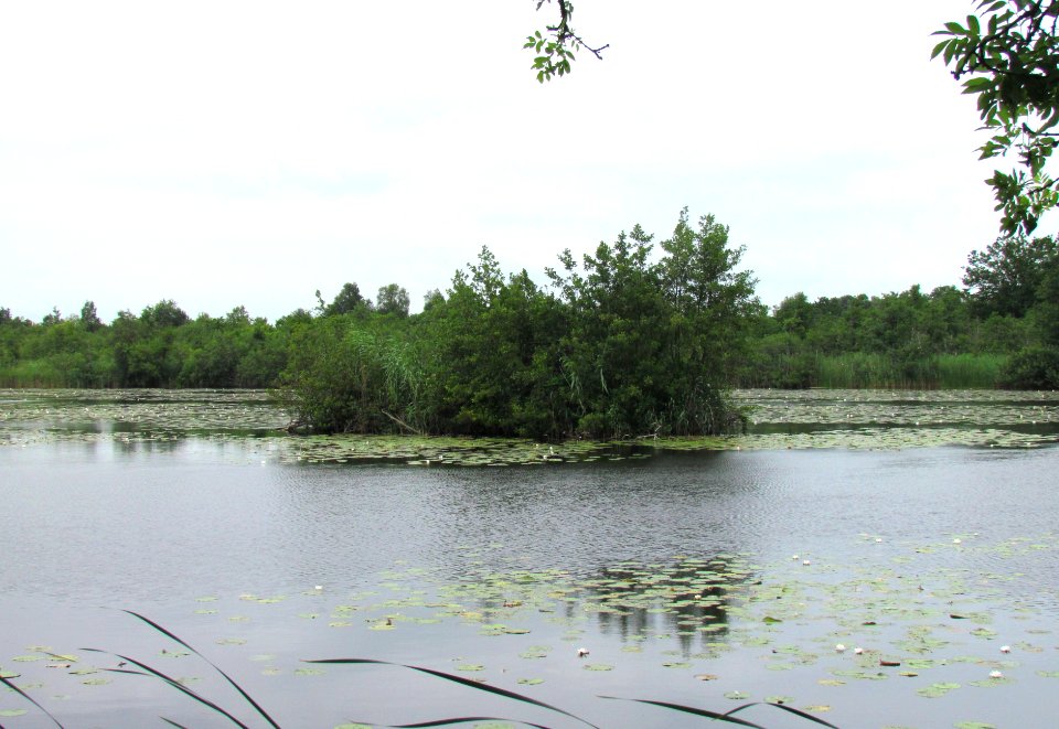 Ankeveense Plassen (3)