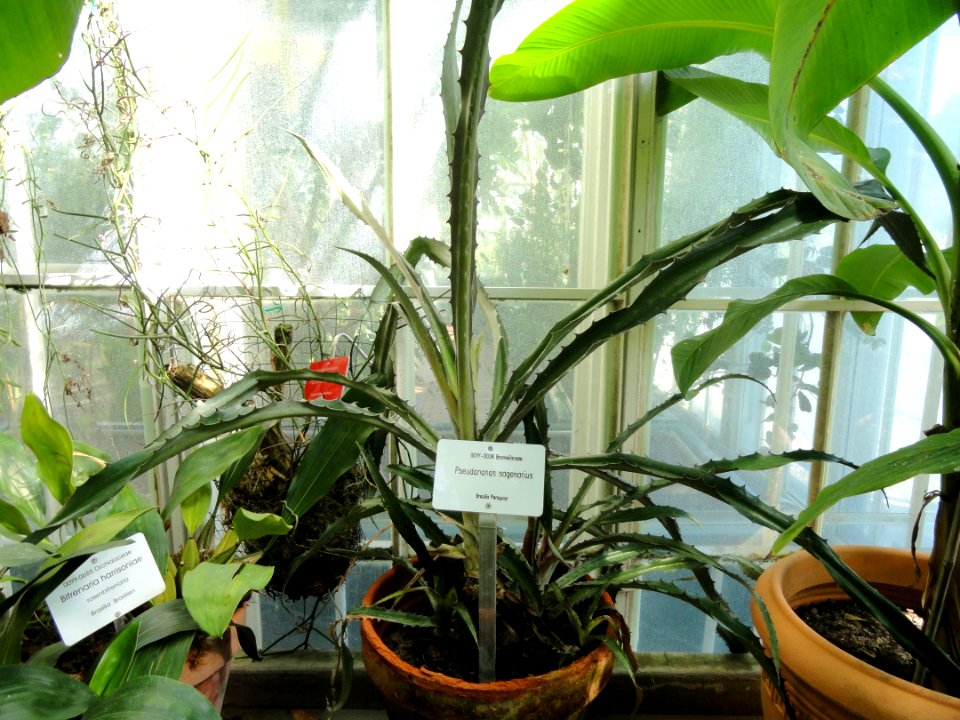 Ananas sagenaria - Botanical Garden in Kaisaniemi, Helsinki - DSC03628