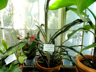 Ananas sagenaria - Botanical Garden in Kaisaniemi, Helsinki - DSC03628