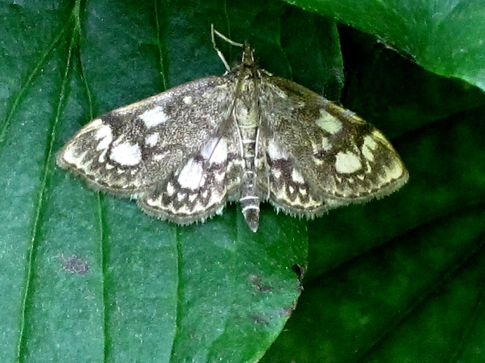 Anania coronata (Grass moth sp.), Arnhem, the Netherlands