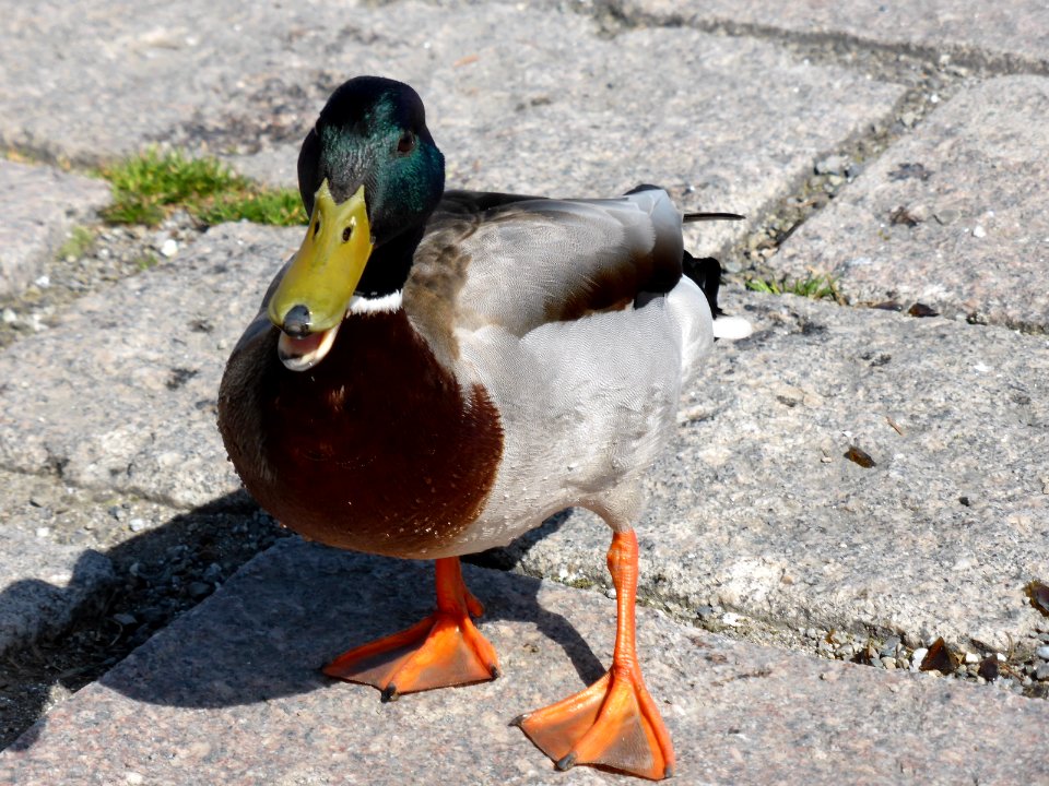Anas-platyrhynchos-male-2