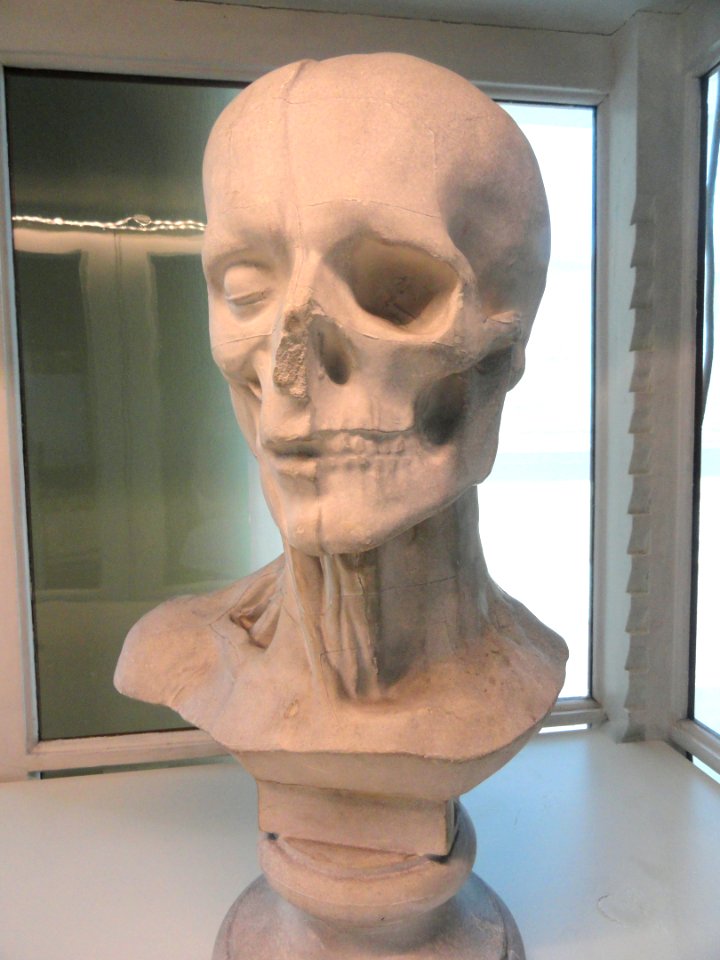 Anatomical bust, 1870-1880 - Arppeanum - DSC05093