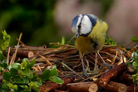 Small bird garden foraging