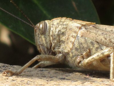 Anacridium aegyptium (Egyptian Locust), detail, Skala Kalloni, Lesbos, Greece