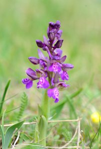 Anacamptis morio flowering