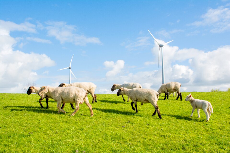 Dike north sea dike sheep