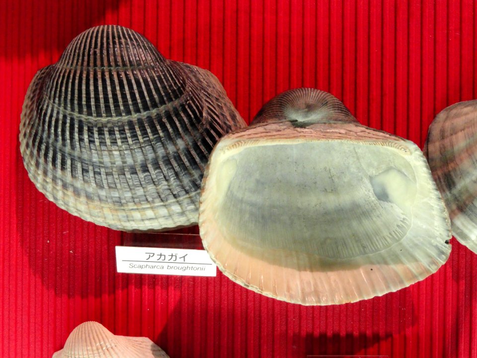 Anadara broughtonii - Osaka Museum of Natural History - DSC07791