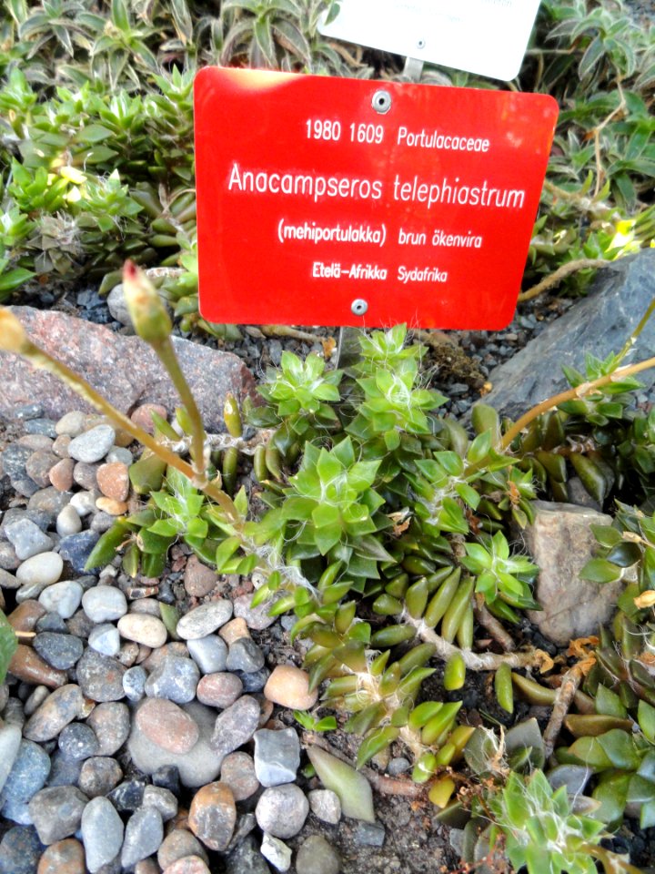 Anacampseros telephiastrum - Botanical Garden in Kaisaniemi, Helsinki - DSC03728