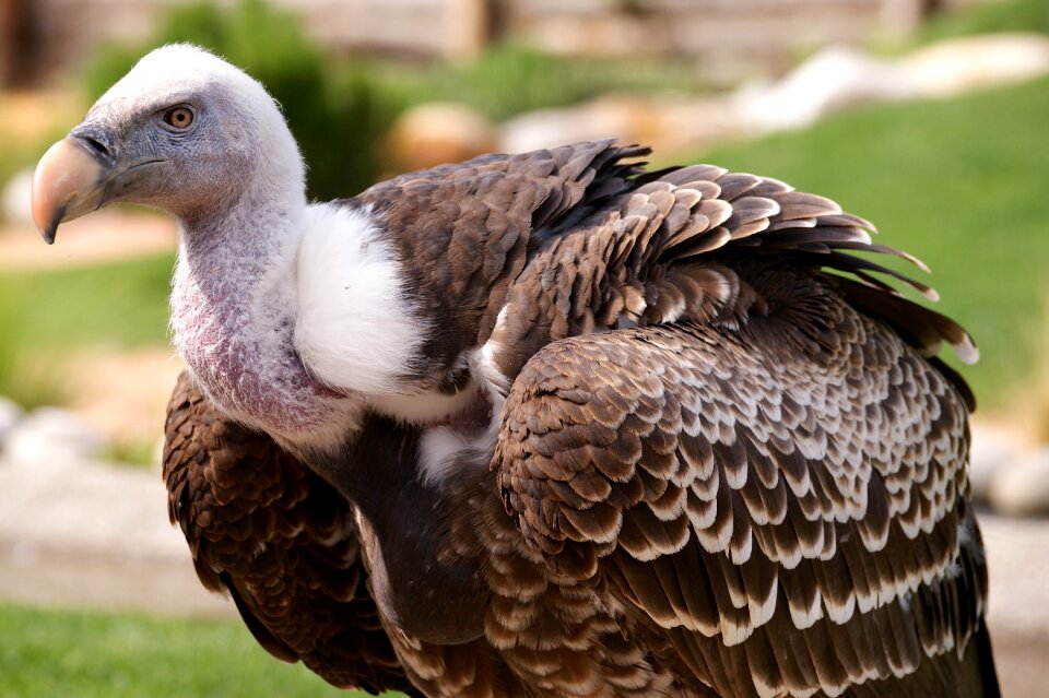 Bird of prey raptor plumage