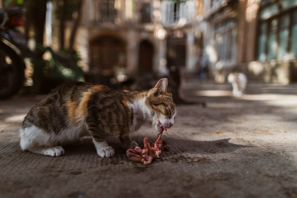 Animals of Iran 02