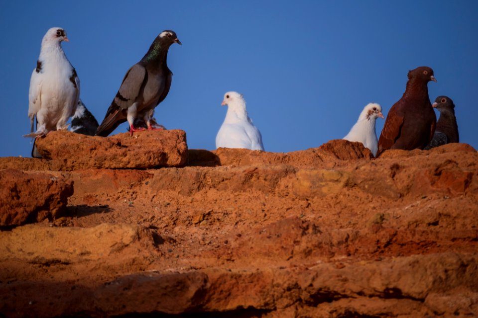 Animals of Iran - Kavir National Park - Qom Province - Deir-e Gachin Caravansarai 21