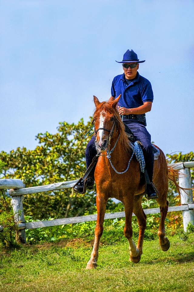 Nature animal saddle