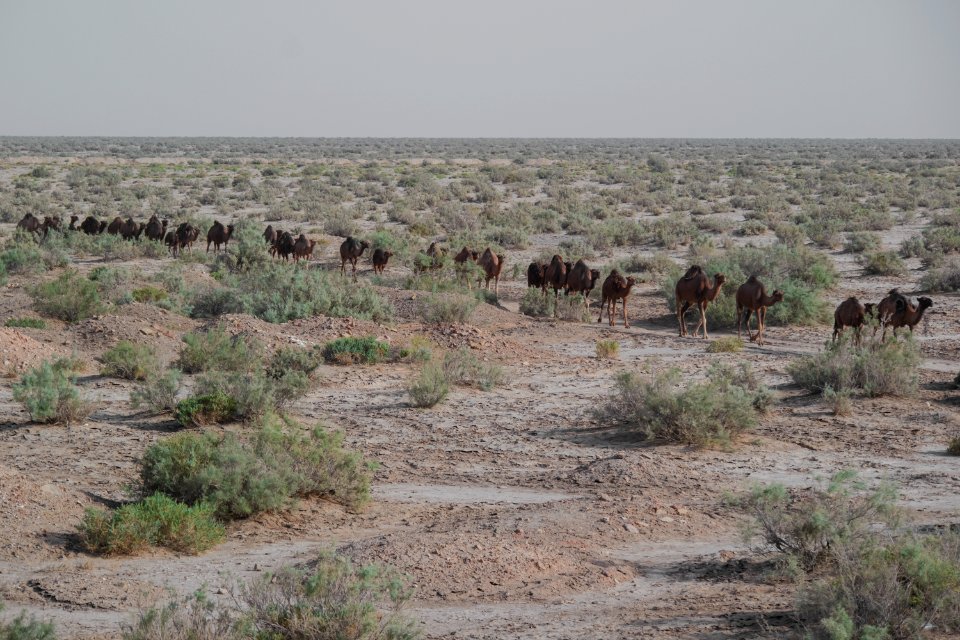 Animals of Iran - Kavir National Park - Qom Province - Deir-e Gachin Caravansarai 17