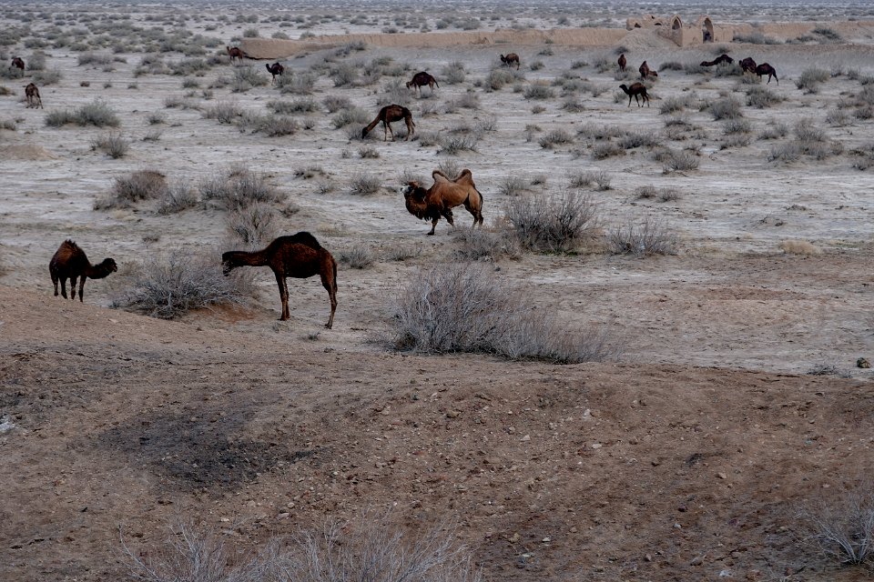 Animals of Iran - Kavir National Park - Qom Province - Deir-e Gachin Caravansarai 10