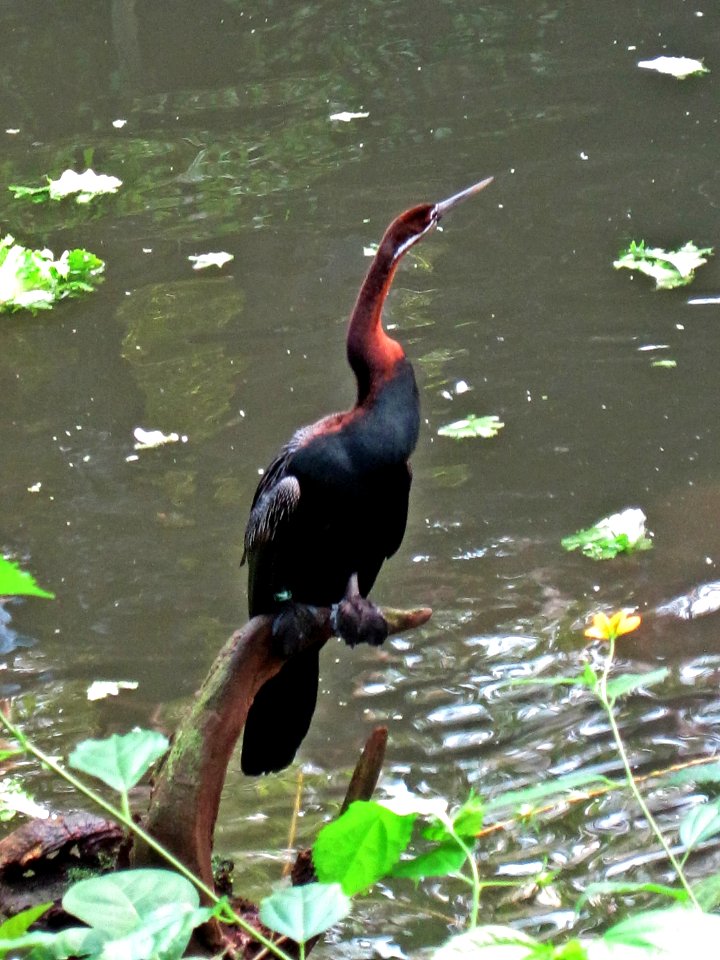 Anhinga rufa (African Darter or snakebird), Burgers zoo, Arnhem, the Netherlands