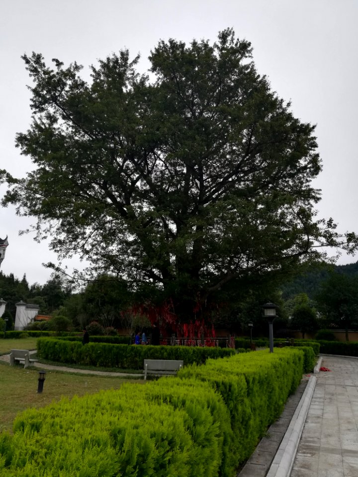 An old ginkgo tree in Miyin Temple, picture4