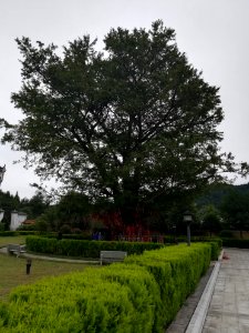 An old ginkgo tree in Miyin Temple, picture4