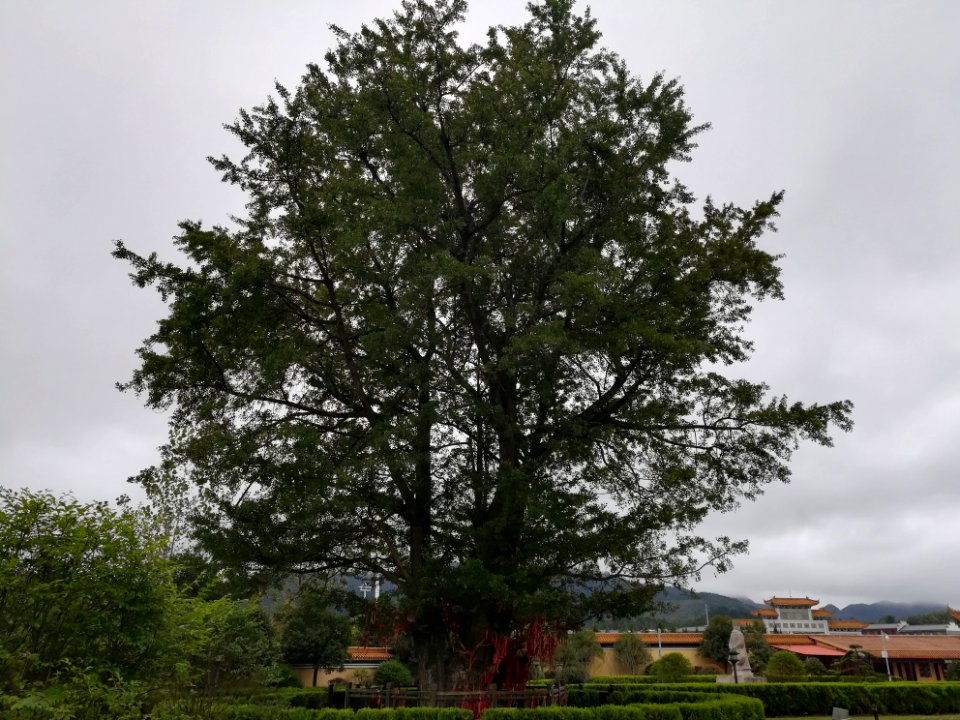 An old ginkgo tree in Miyin Temple, picture2