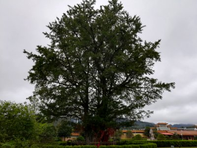 An old ginkgo tree in Miyin Temple, picture2