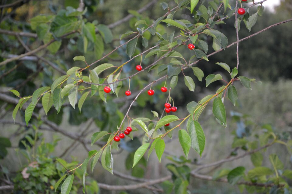 Garden fruit tree spring