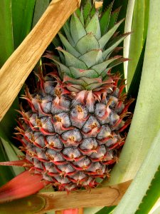 Ananas 01