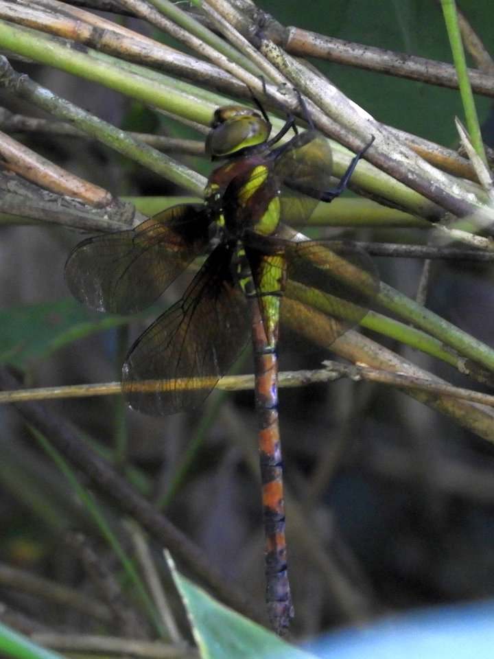 Anaciaeschna martini (Female,Japan,2017.08.18,b)