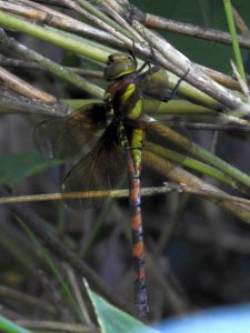 Anaciaeschna martini (Female,Japan,2017.08.18,b)