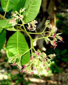 Anacardium occidentale - Fruit and Spice Park - Homestead, Florida - DSC08934