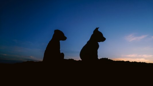 Animals of Iran 01