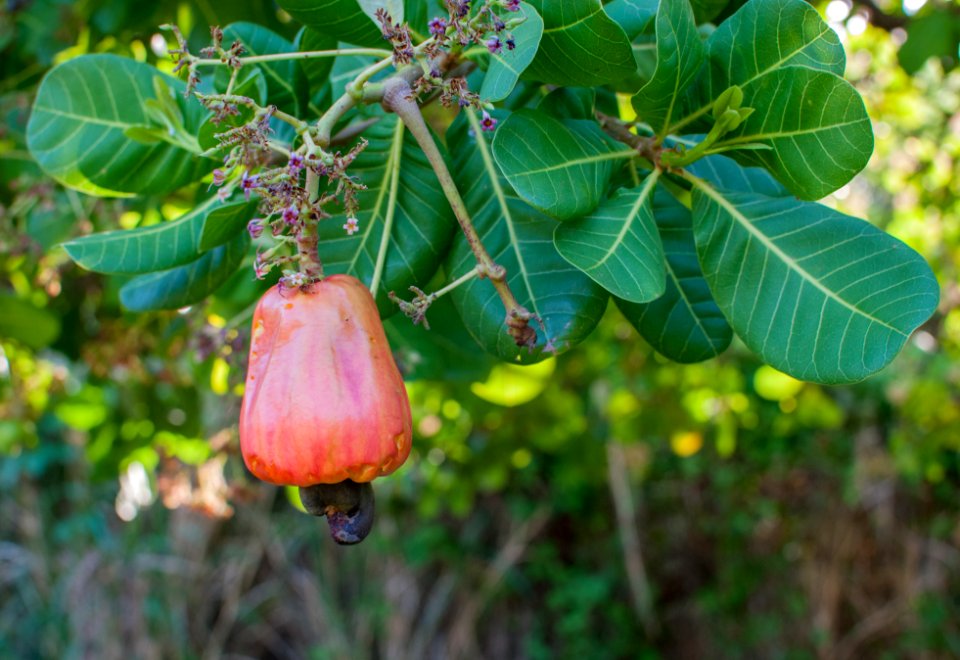 Anacardium occidentale from Margarita island