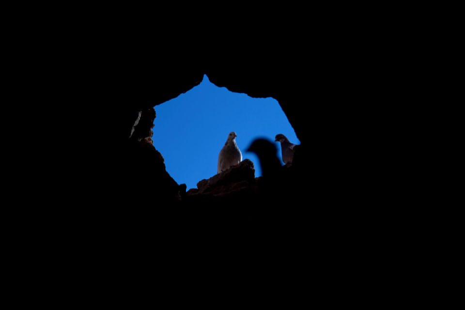 Animals of Iran - Kavir National Park - Qom Province - Deir-e Gachin Caravansarai 07