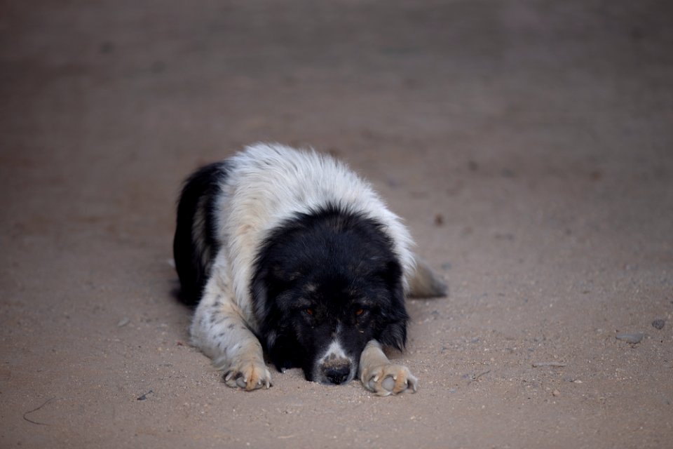 Animals of Iran - Kavir National Park - Qom Province - Deir-e Gachin Caravansarai 01