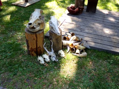 Animal skulls and drinking horns at Turku medieval market photo