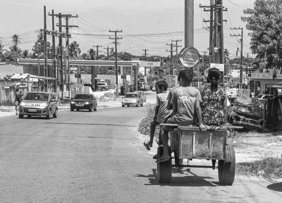 Animal transport on Pernambouc State, Brazil
