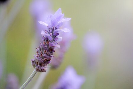 Violet lavender flower plant photo