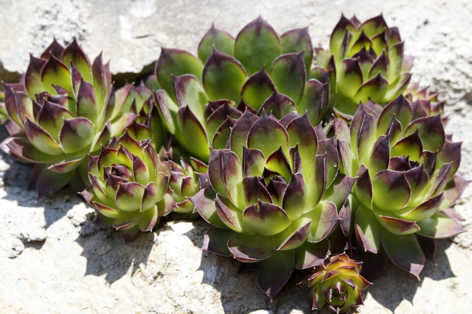 Plant exotic rock garden