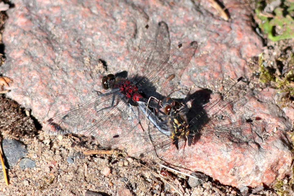Anisoptera Maksniemi Simo 20200620