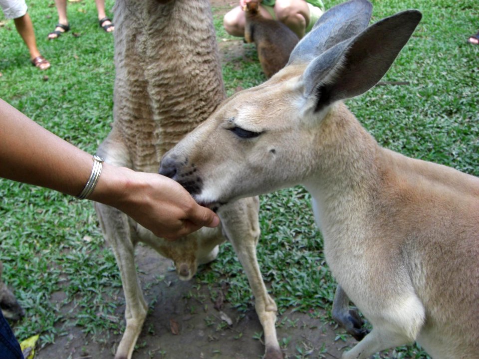 Animals hospital near Cairns