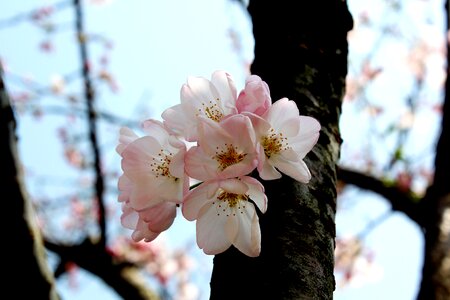 Cherry blossom early spring scent delicate