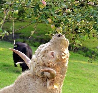 Graze cattle shaggy photo