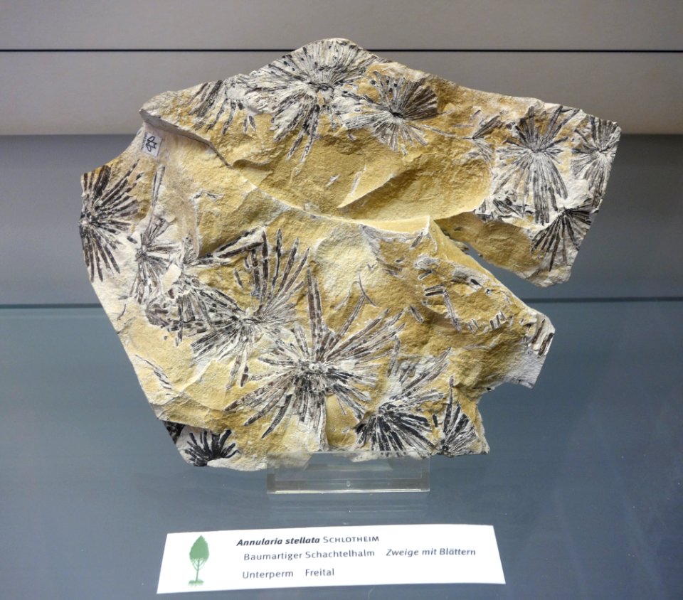 Annularia stellata fossil - Botanischer Garten, Dresden, Germany - DSC08496