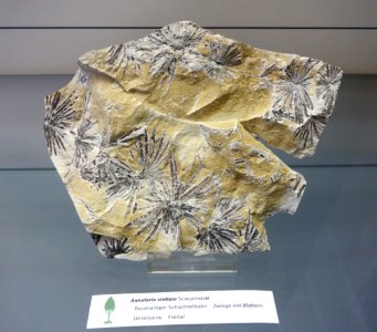 Annularia stellata fossil - Botanischer Garten, Dresden, Germany - DSC08496