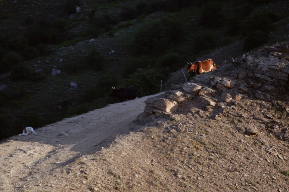 Animals of Iran 08
