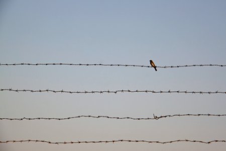 Animals of Iran 03