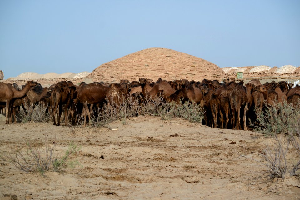 Animals of Iran - Qom Province - Deir-e Gachin Caravansarai