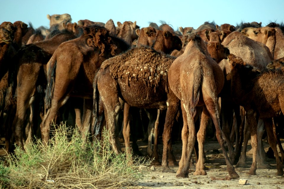 Animals of Iran - Kavir National Park - Qom Province - Deir-e Gachin Caravansarai 22